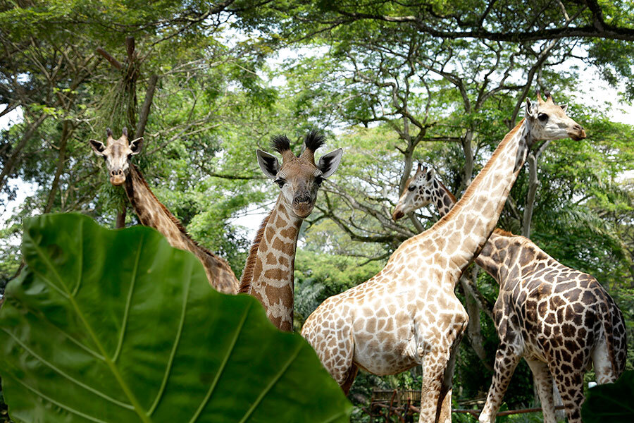 4 страны юго-восточной Азии! Сингапур, Малайзия, Таиланд, Камбоджа! (8/84)