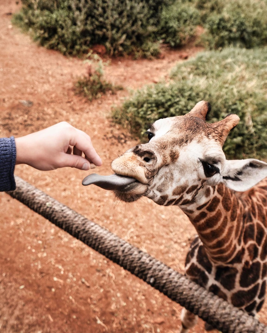 Кения: та самая Африка (4/62)