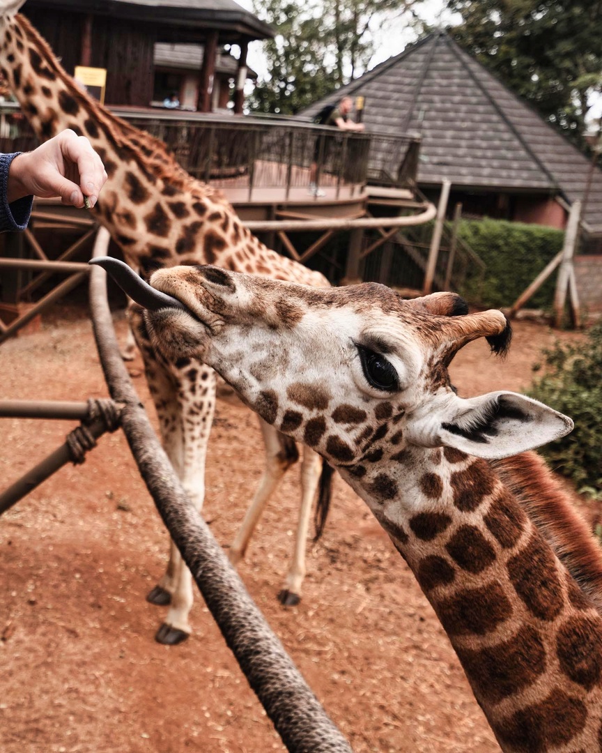 Кения: та самая Африка (3/62)