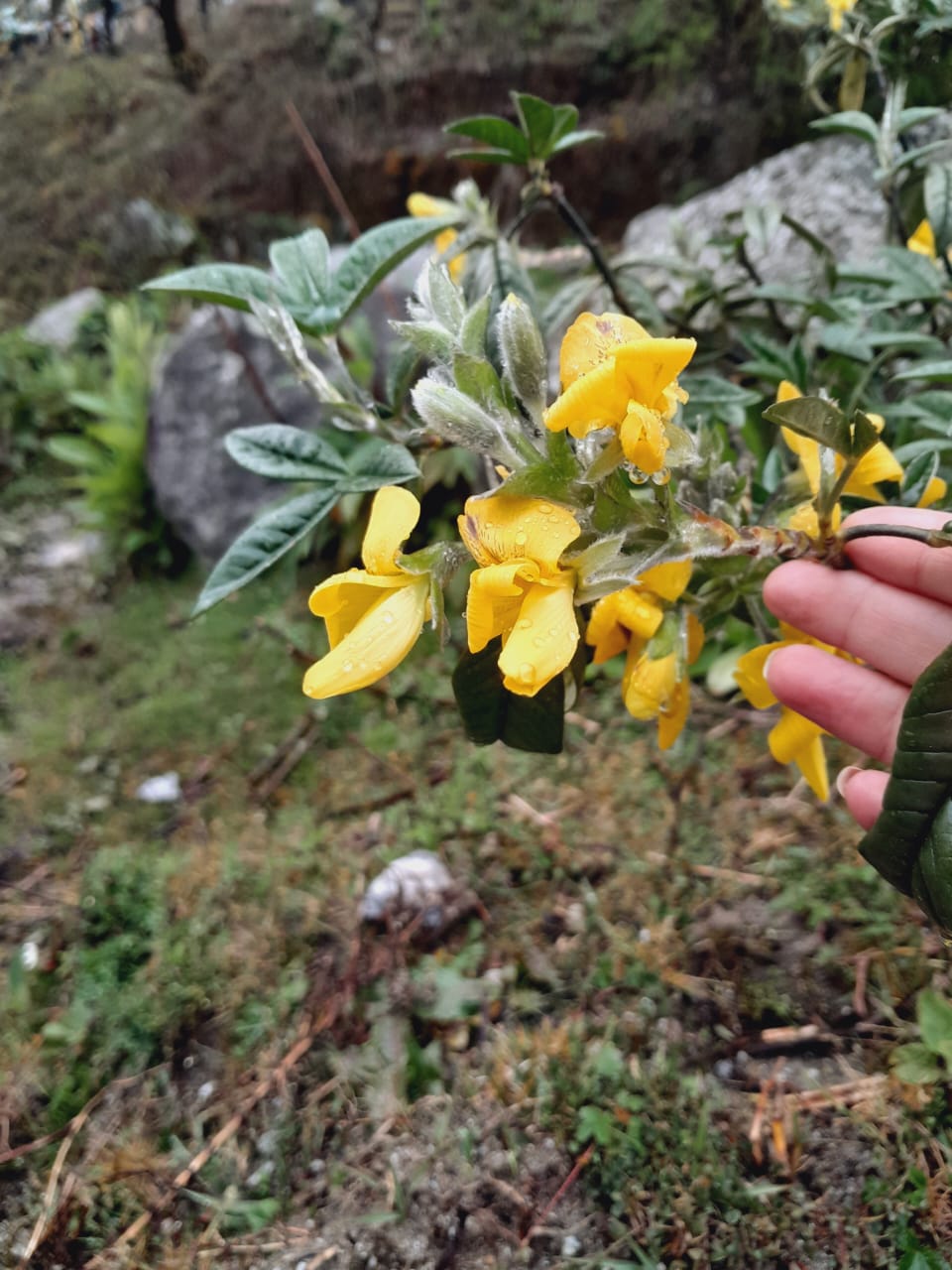 Восточные Гималаи. Дарджиллинг и Сикким. (6/7)