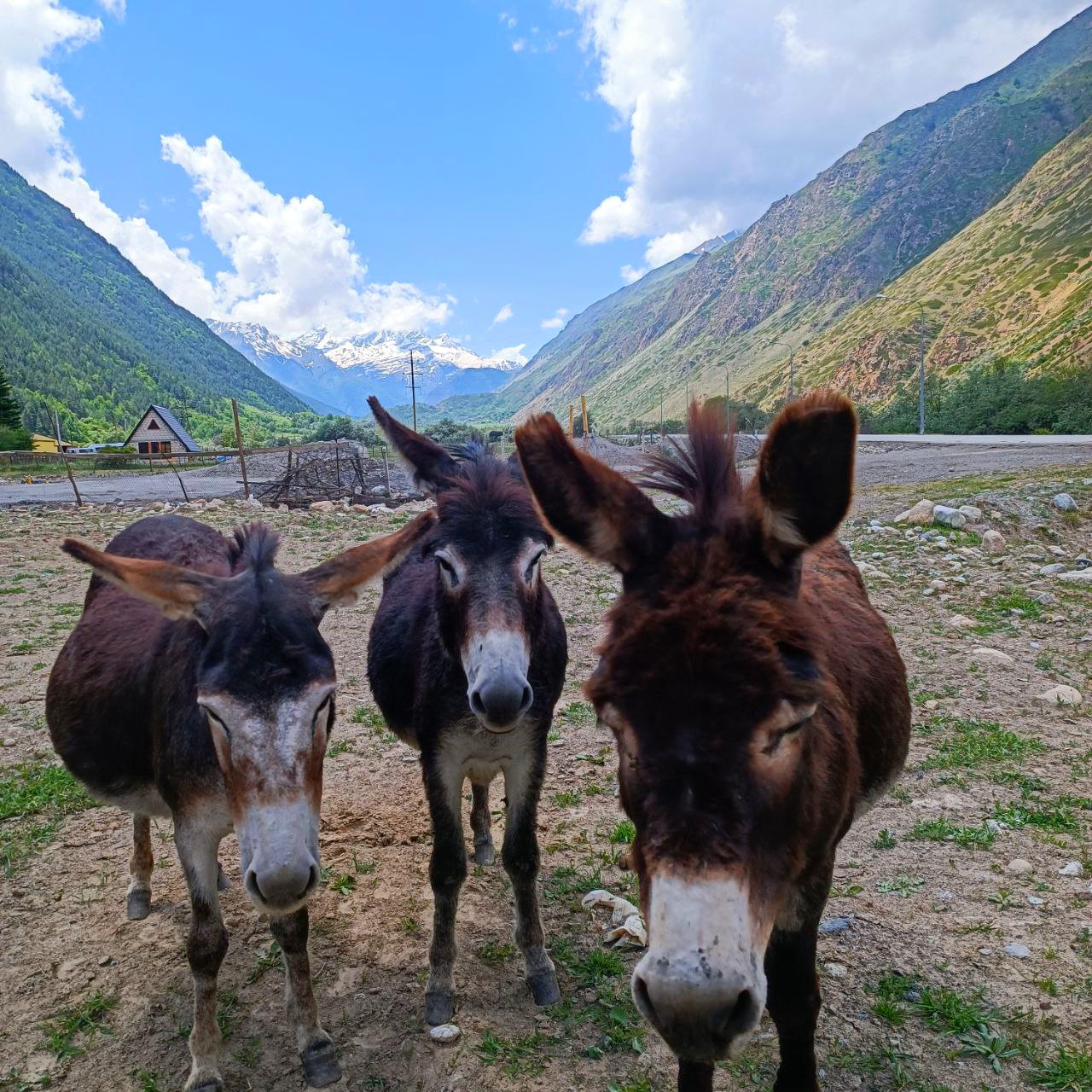 Влюбиться в Кавказ за 5 дней (29/48)
