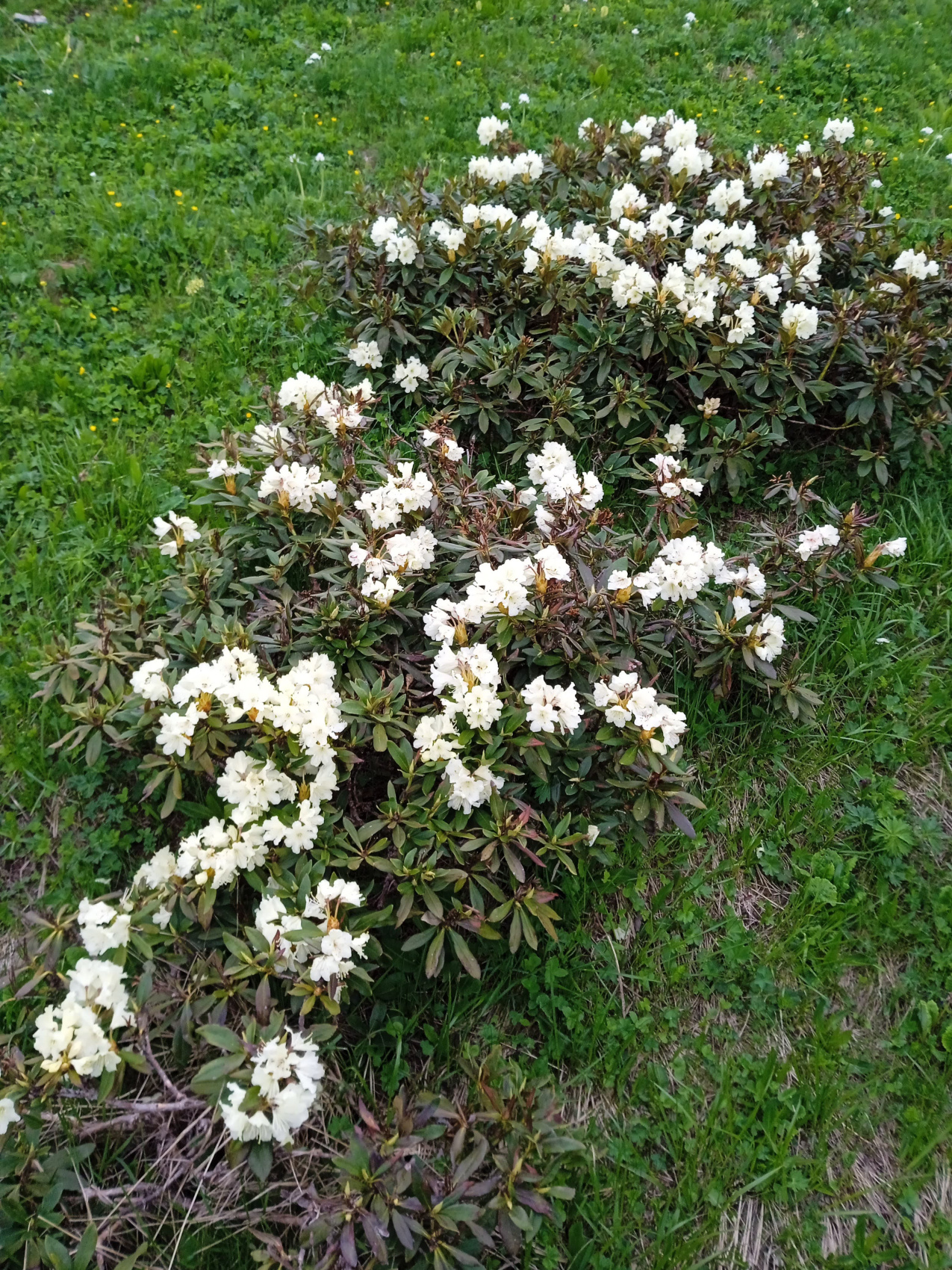 Конный тур в Адыгее. Зима, весна (11/20)