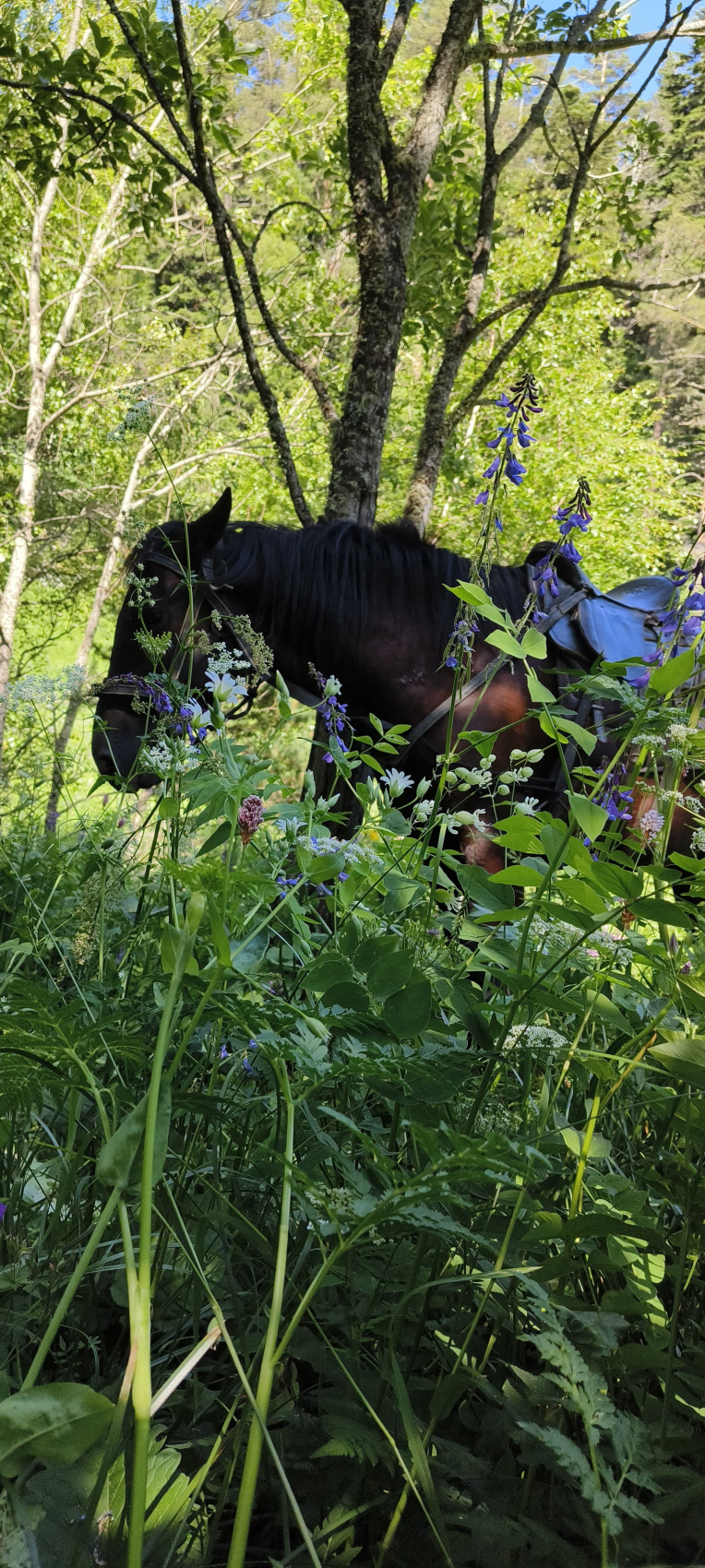 Конный тур в Адыгее. Зима, весна (4/20)