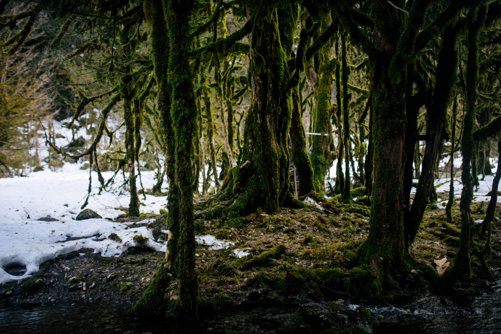 Душевная Абхазия - 4 дня по всей республике! (14/77)