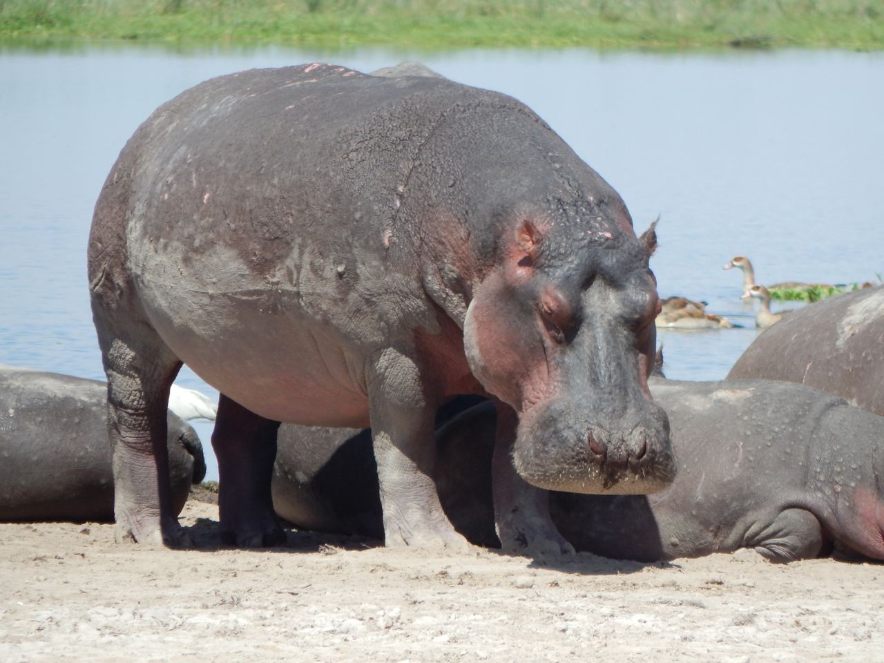 Кения. Африканская пятёрка (2/36)