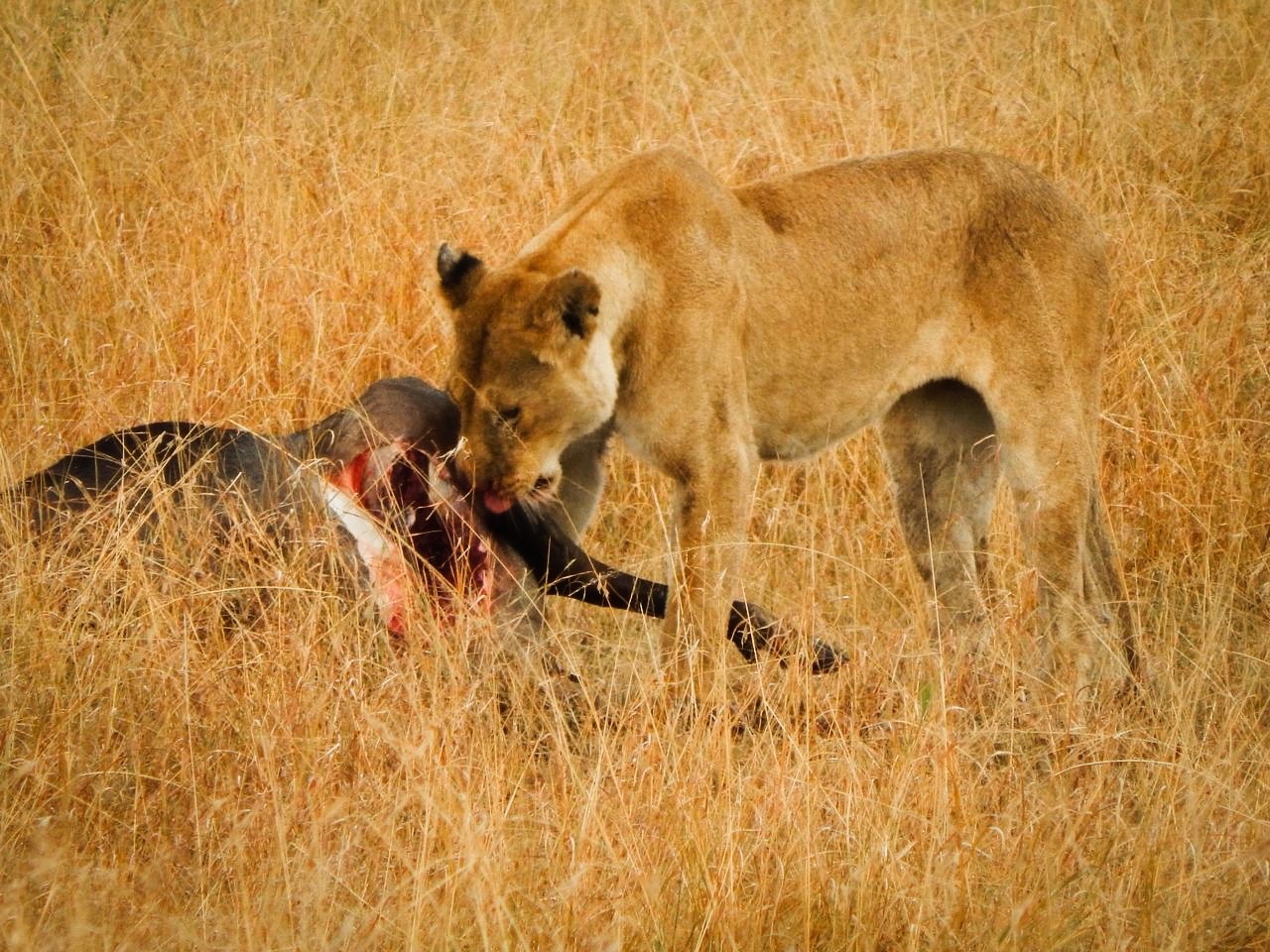 Кения. Африканская пятёрка (10/36)