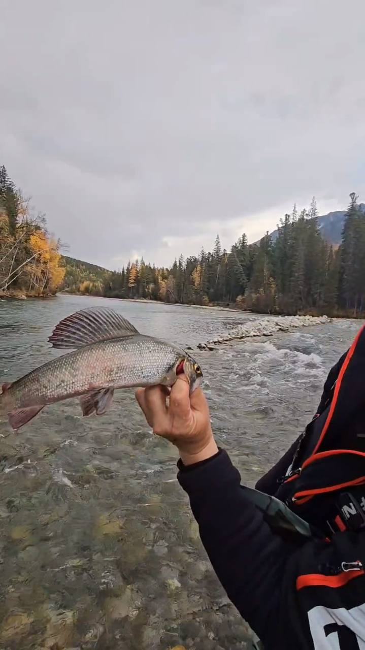 Трофейная Рыбалка На Горной Реке (5/25)