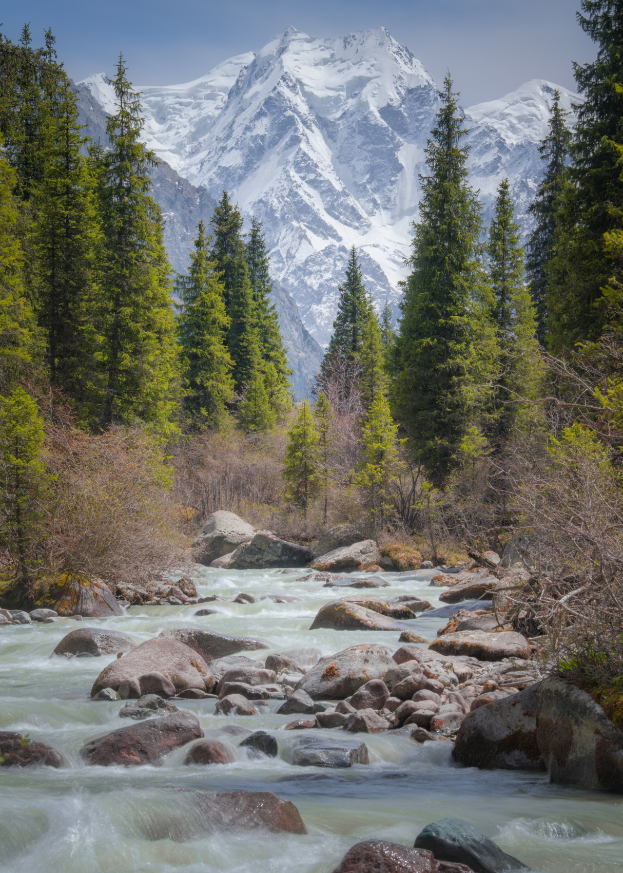 Цветение маков в Киргизии (10/49)