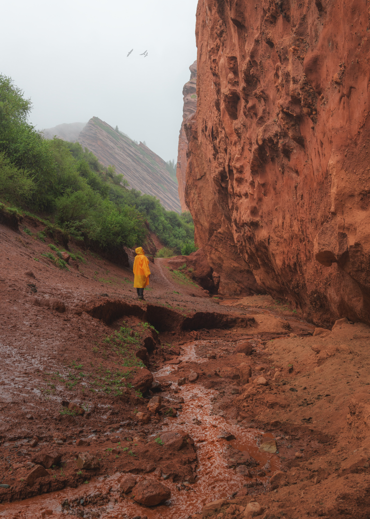 Цветение маков в Киргизии (11/49)