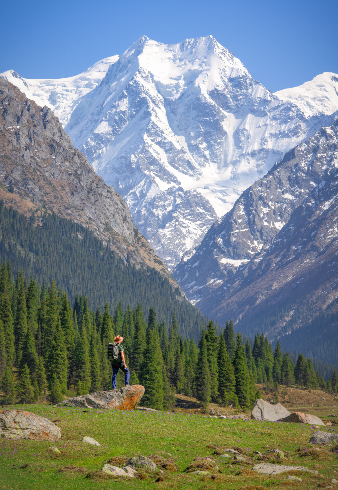 Цветение маков в Киргизии (24/49)
