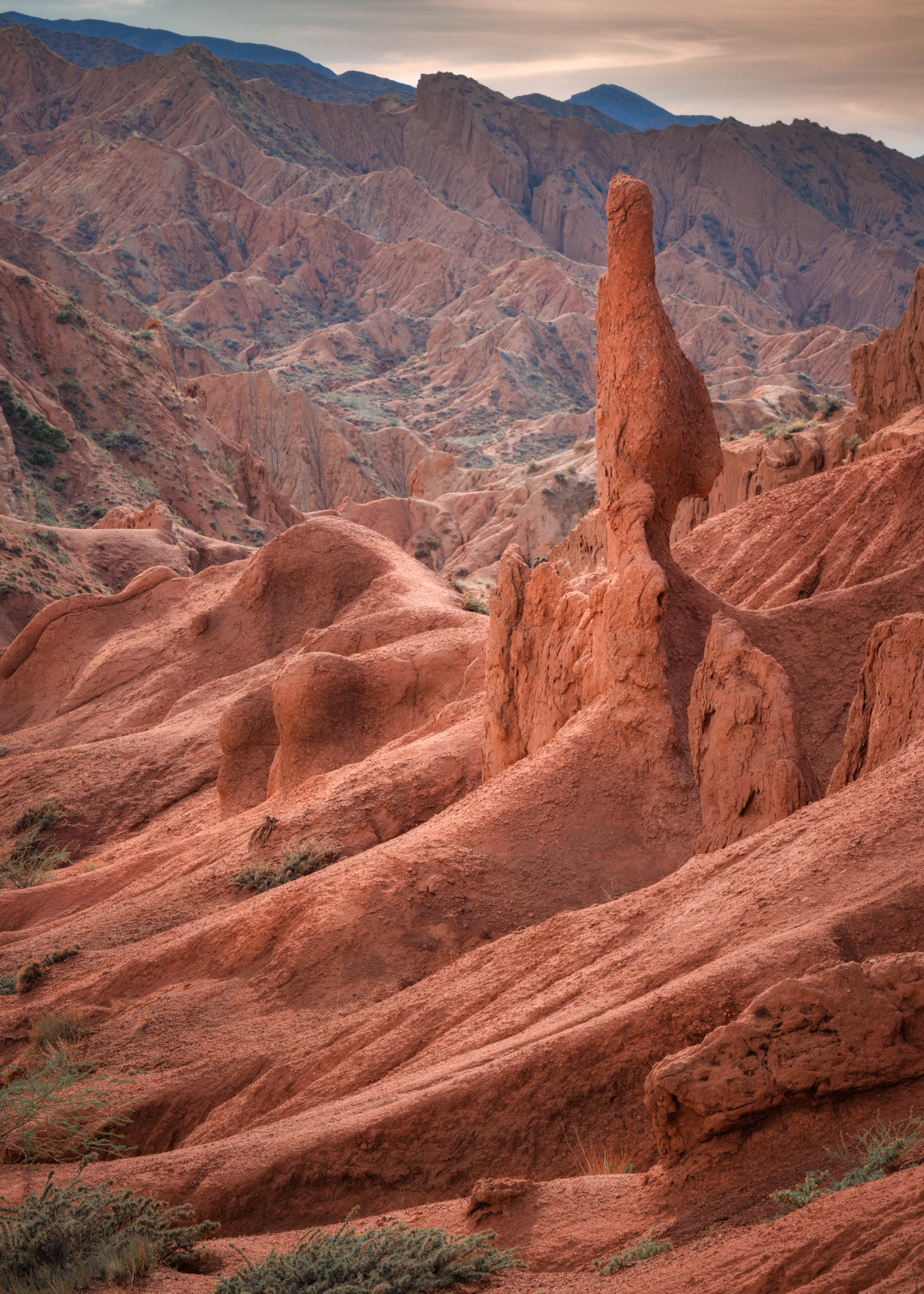 Цветение маков в Киргизии (14/49)
