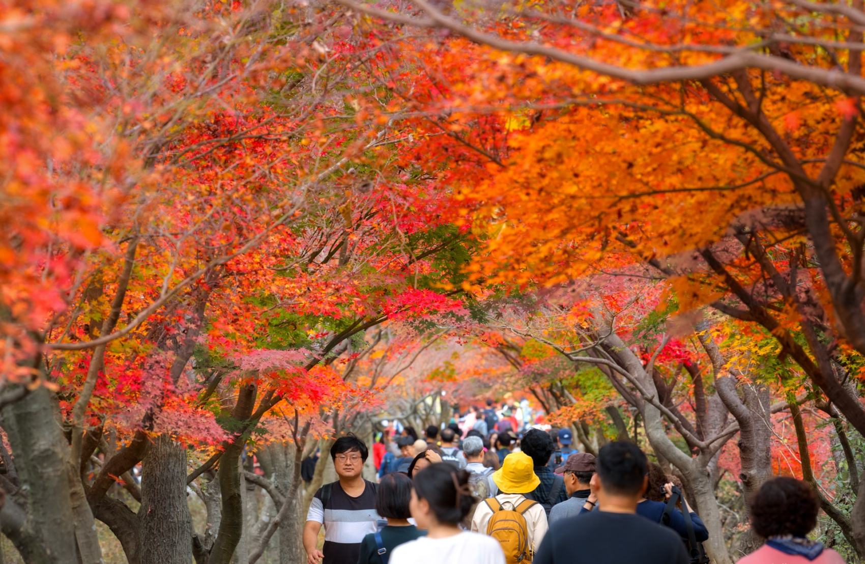 Красные клены и императорские дворцы (5/60)