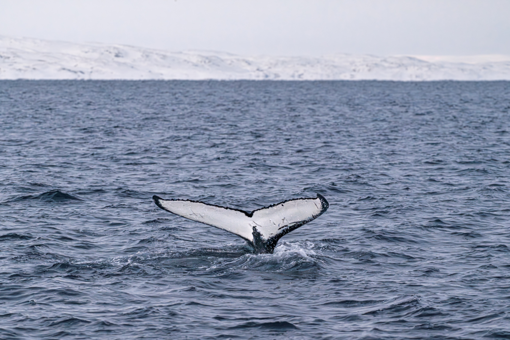 Тур в Мурманск на Новый год и Рождество (31/48)