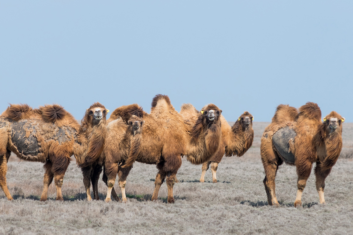 Жемчужины юга России (8/50)