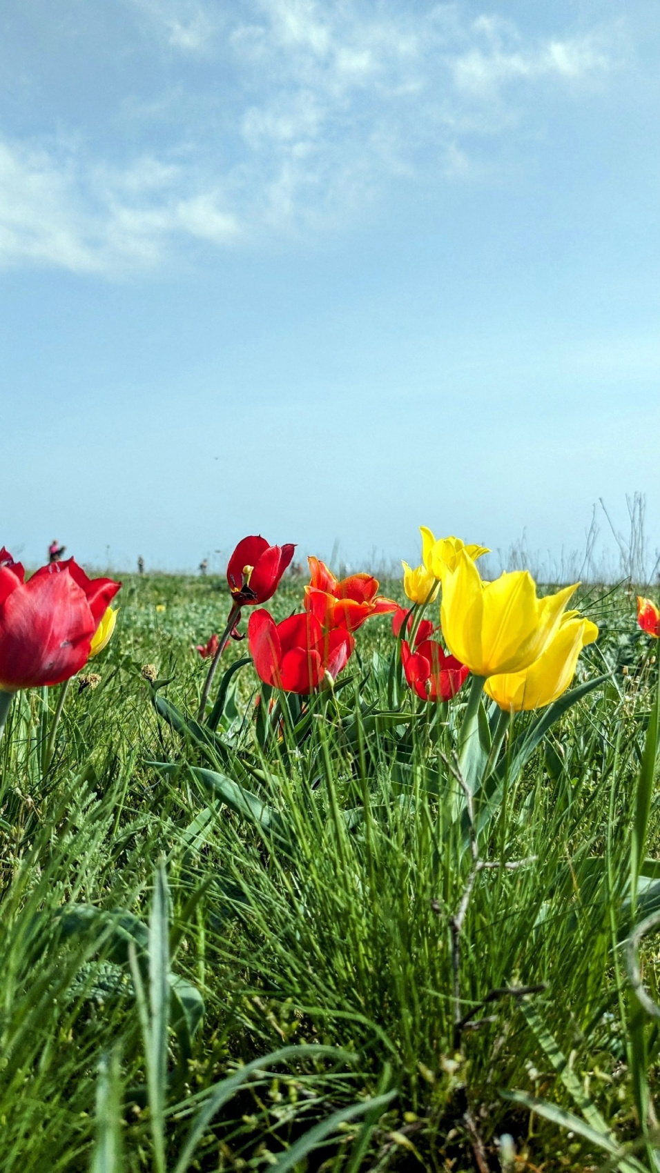 Калмыкия в пору цветения тюльпанов +  Волгоград (46/77)