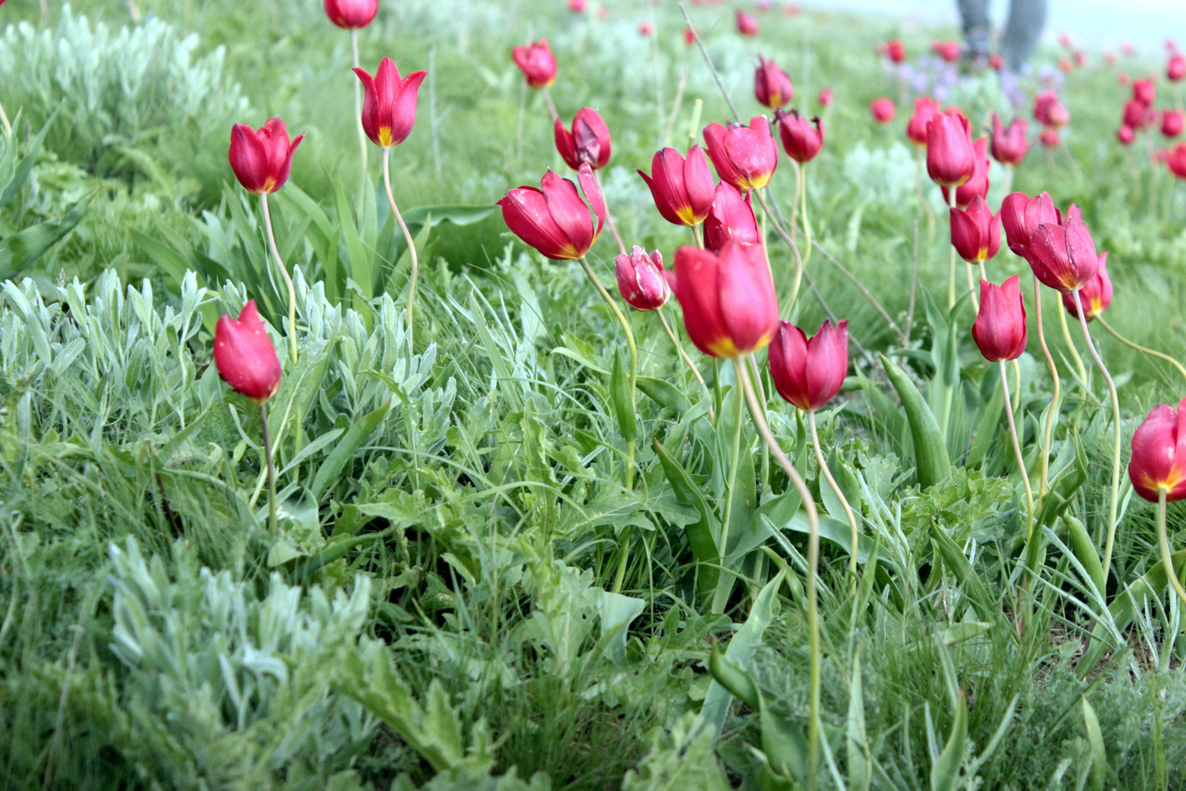 Калмыкия в пору цветения тюльпанов +  Волгоград (28/77)