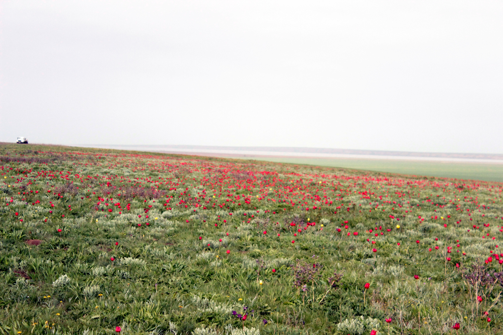 Калмыкия в пору цветения тюльпанов +  Волгоград (22/77)