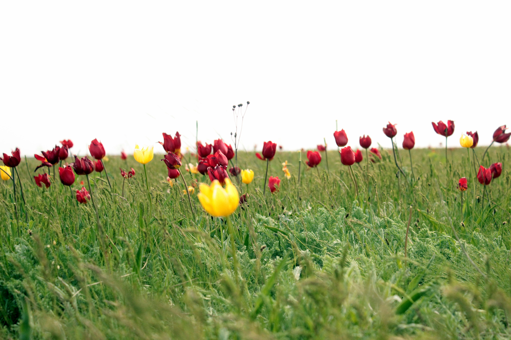 Калмыкия в пору цветения тюльпанов +  Волгоград (24/77)