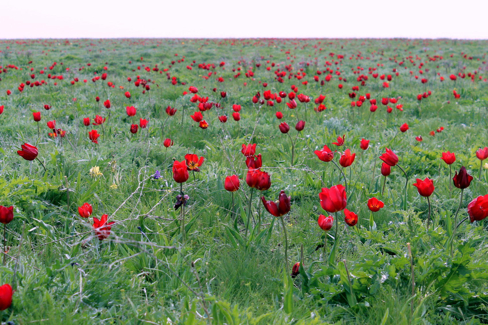 Калмыкия в пору цветения тюльпанов +  Волгоград (33/77)