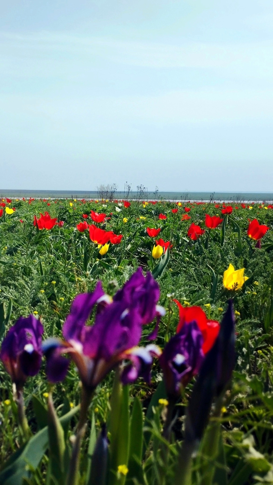 Калмыкия в пору цветения тюльпанов +  Волгоград (2/77)