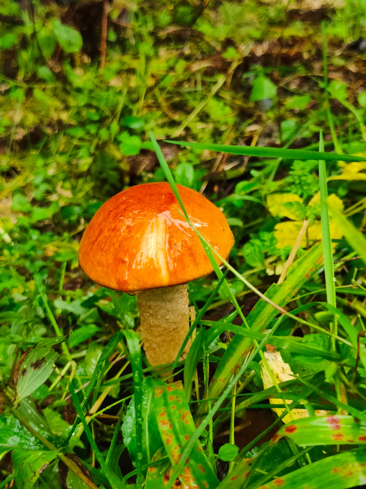 Поход по Большой Валдайской тропе (4/20)