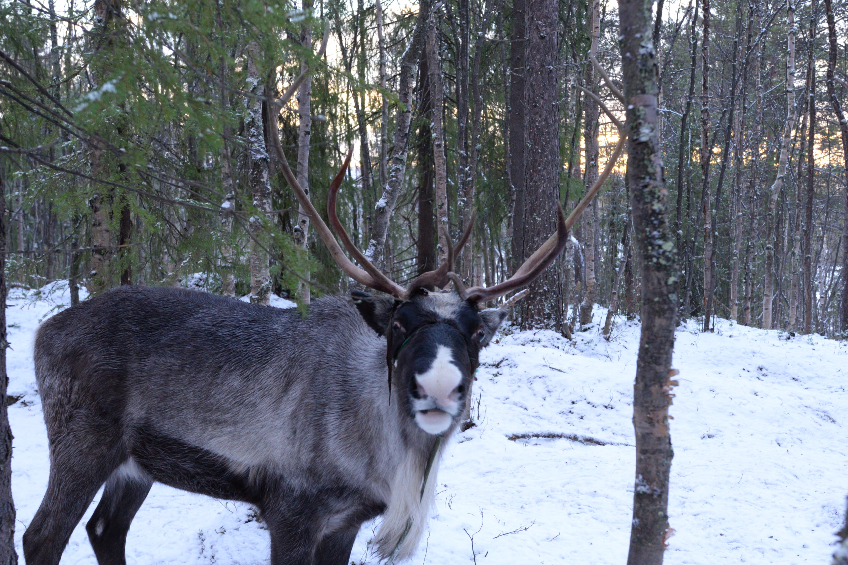 Охота за северным сиянием на Кольском полуострове (14/29)