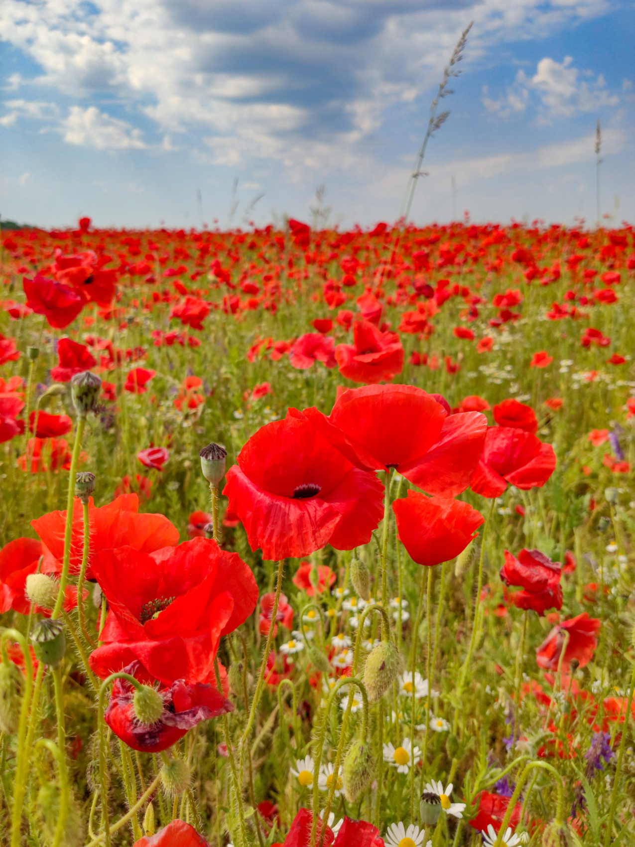 Тур Впервые в Калининграде 4 дня/3 ночи (5/19)