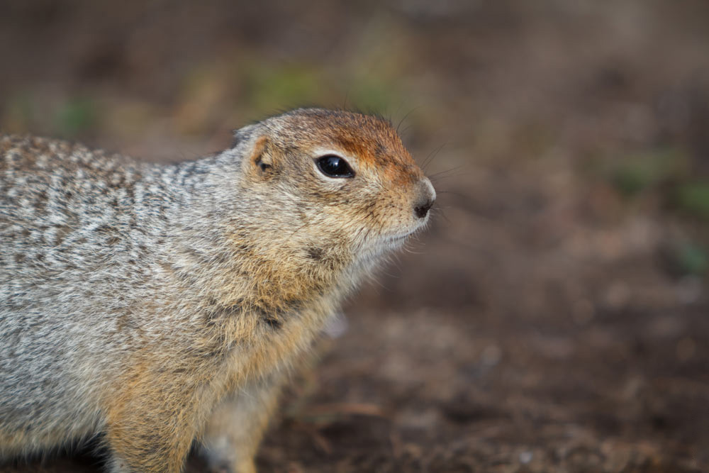 Фототур на Камчатку (11/69)