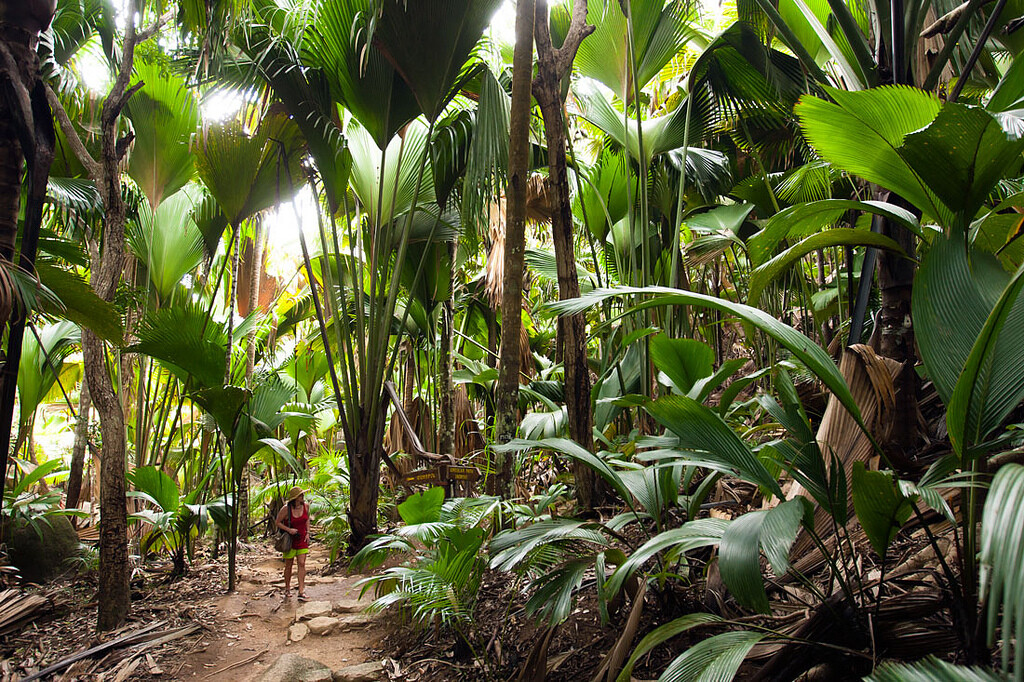 Сейшельские острова (6/50)