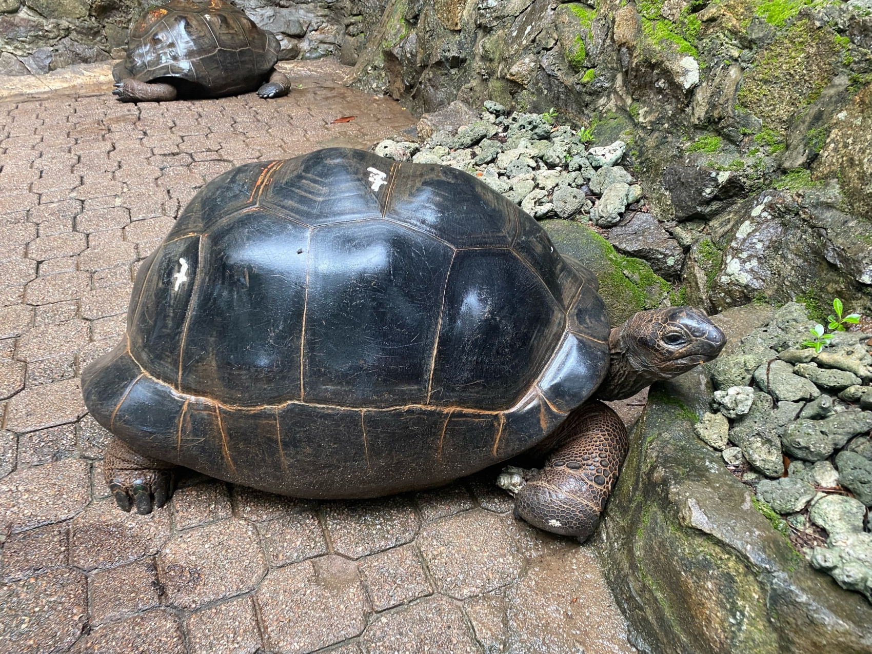 Сейшельские острова (30/50)
