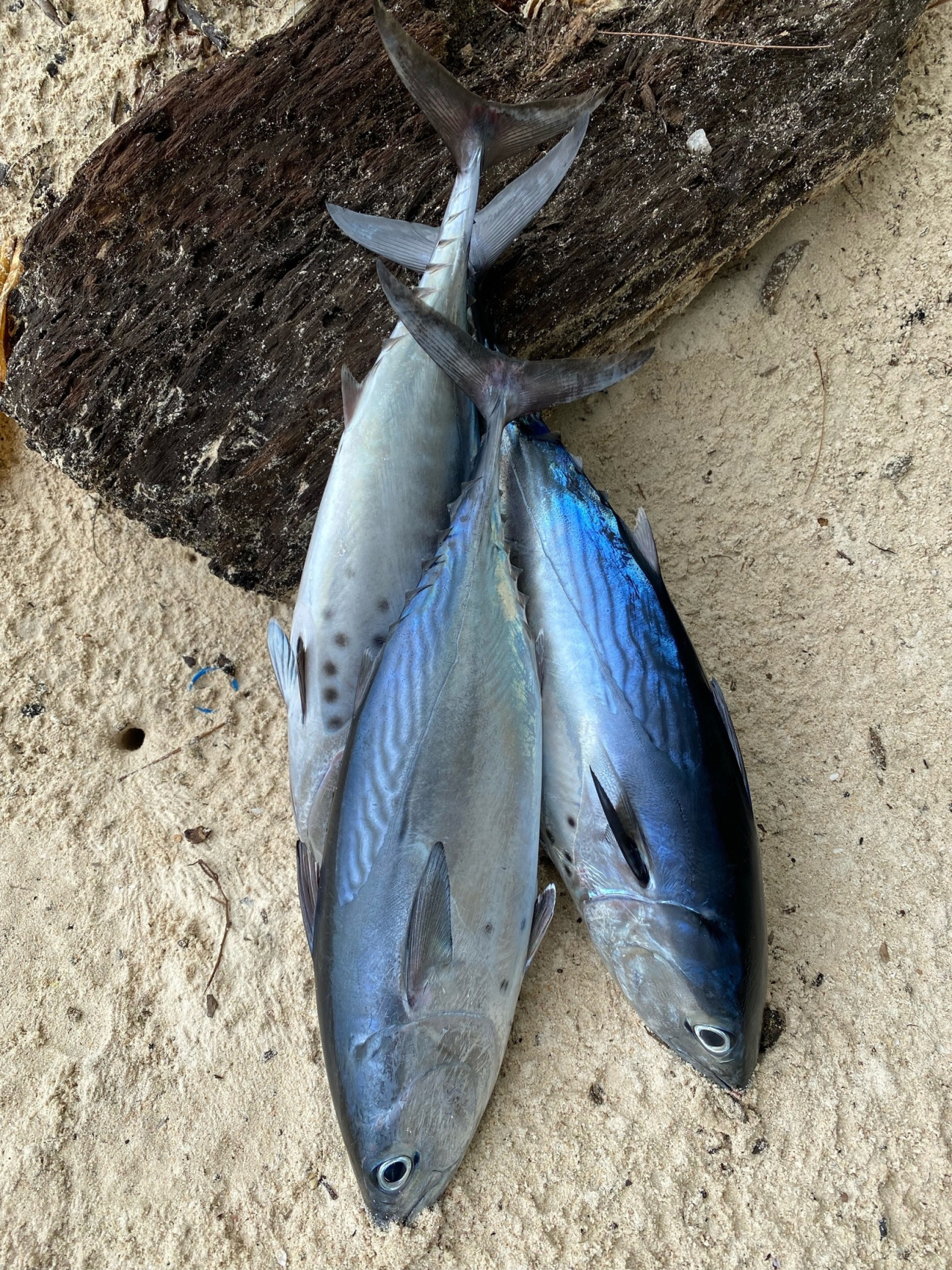 Сейшельские острова (14/50)