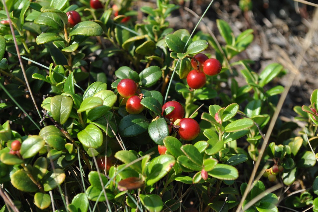 Горячие источники на Северном Байкале (2/67)