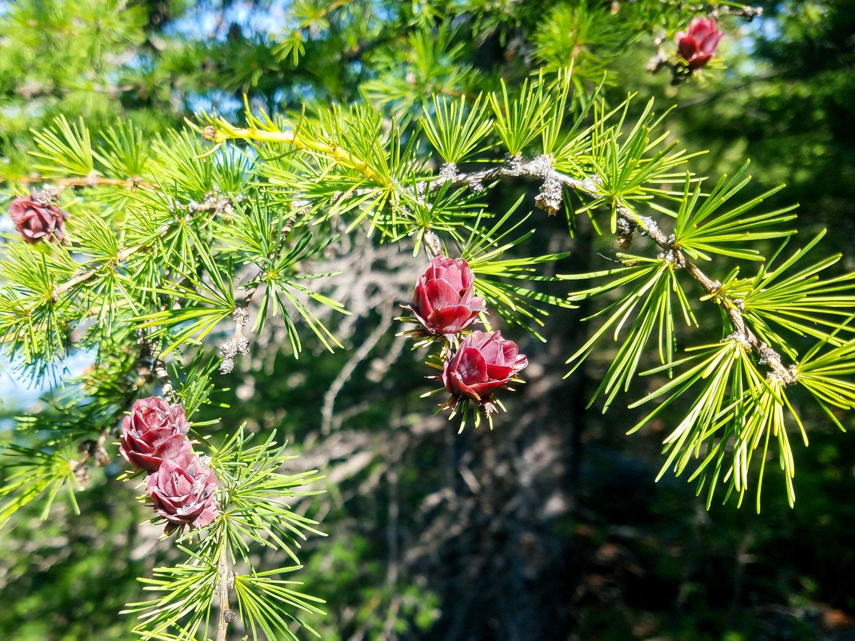 Горячие источники на Северном Байкале (10/67)