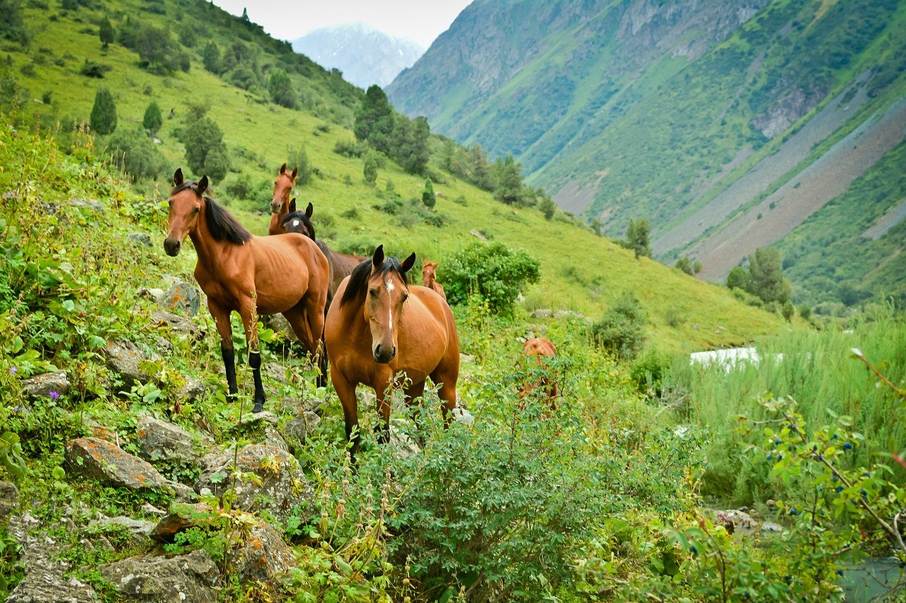 Спортивный поход по горам Тянь-Шань (2/34)