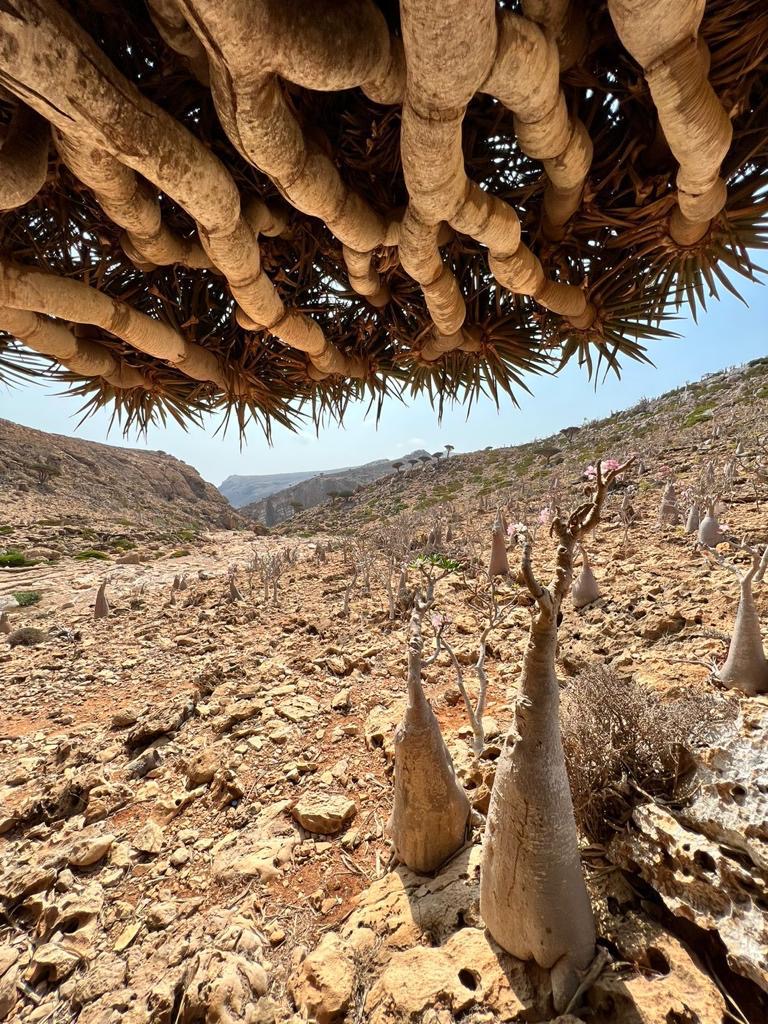 Нетронутая Сокотра. Йемен. Индивидуальный тур (19/48)