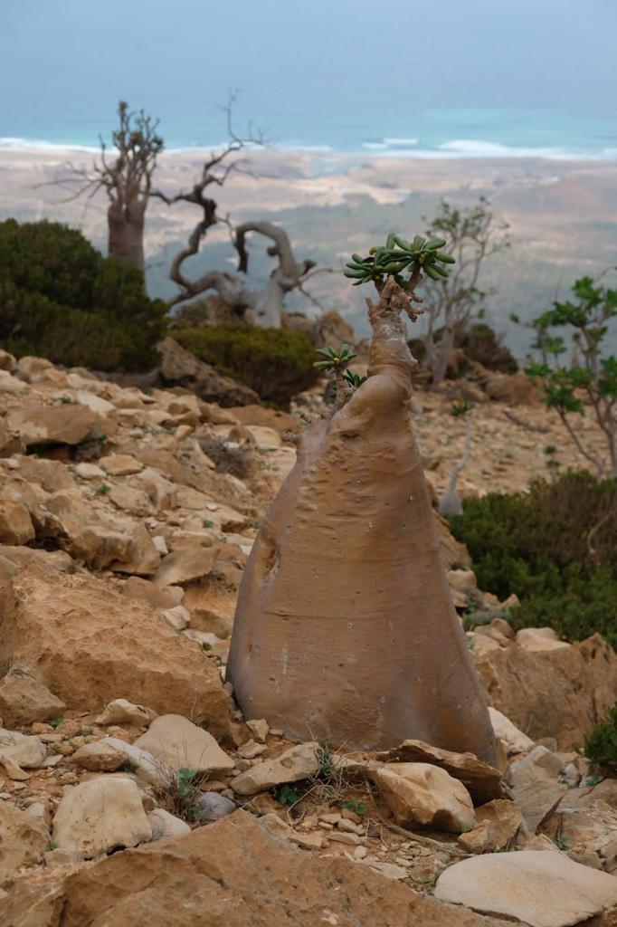 Нетронутая Сокотра. Йемен. Индивидуальный тур (5/48)