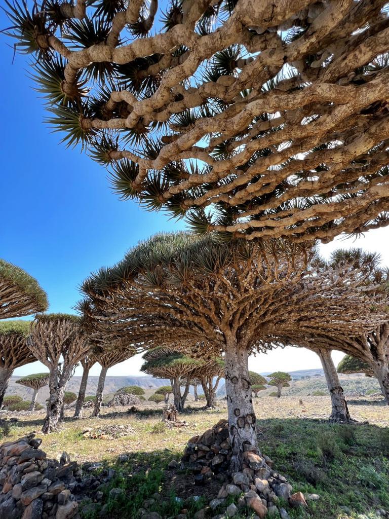 Нетронутая Сокотра. Йемен. Индивидуальный тур (4/48)