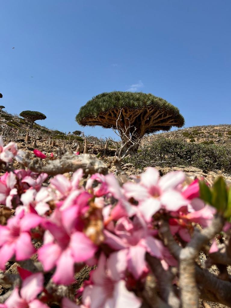 Нетронутая Сокотра. Йемен. Индивидуальный тур (14/48)