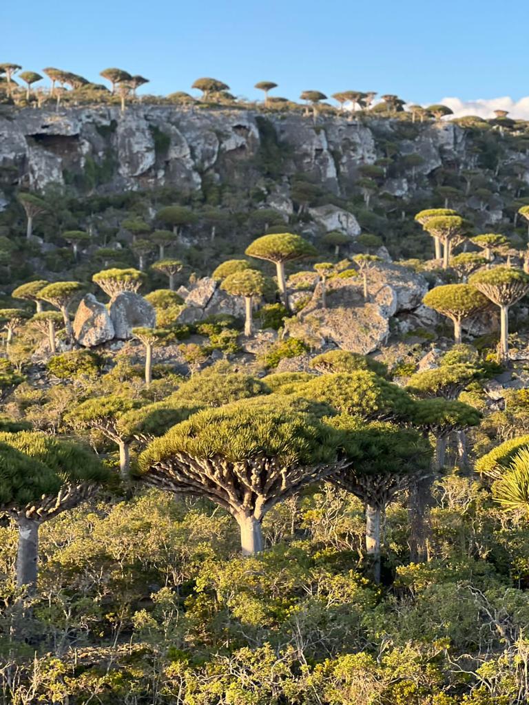 Нетронутая Сокотра. Йемен. Индивидуальный тур (13/48)