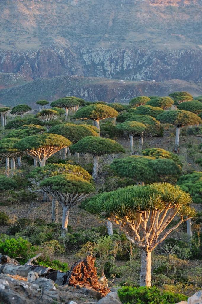 Нетронутая Сокотра. Йемен. Индивидуальный тур (12/48)