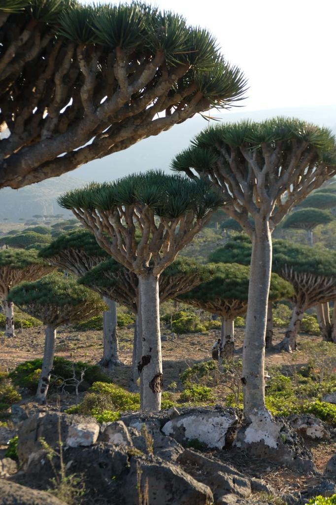 Нетронутая Сокотра. Йемен. Индивидуальный тур (7/48)