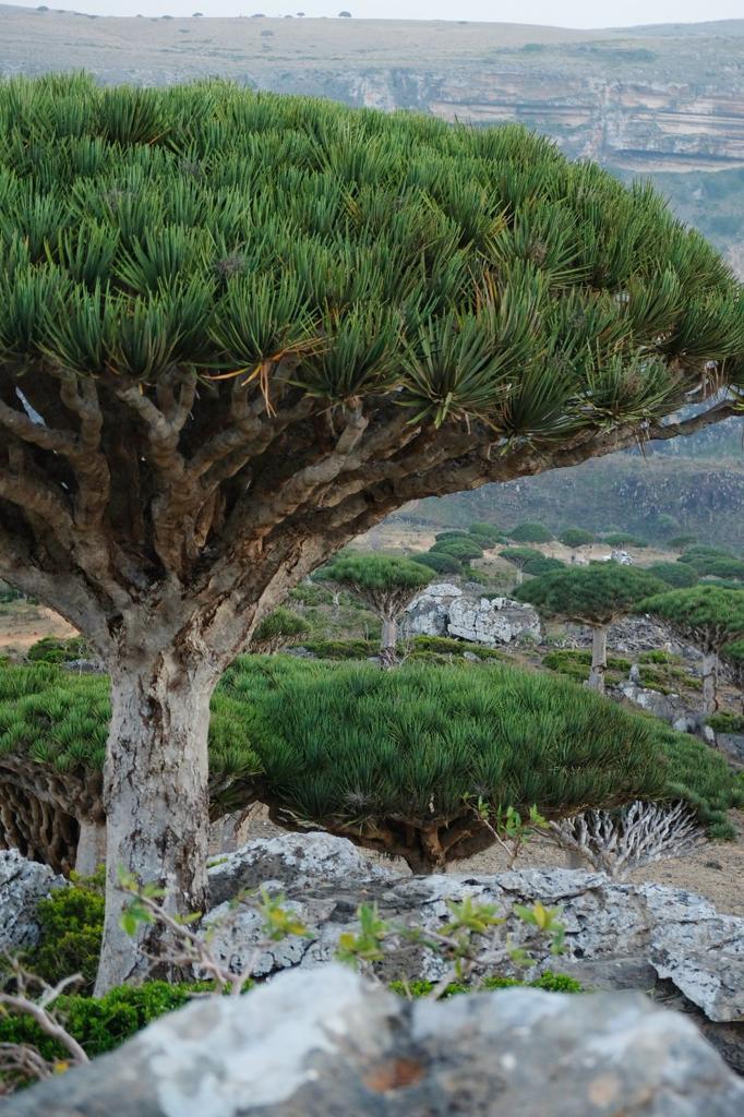 Нетронутая Сокотра. Йемен. Индивидуальный тур (2/48)
