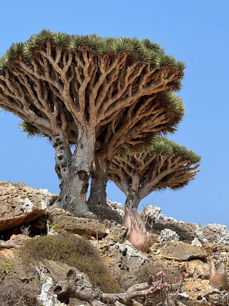 Нетронутая Сокотра. Йемен. Индивидуальный тур (20/48)