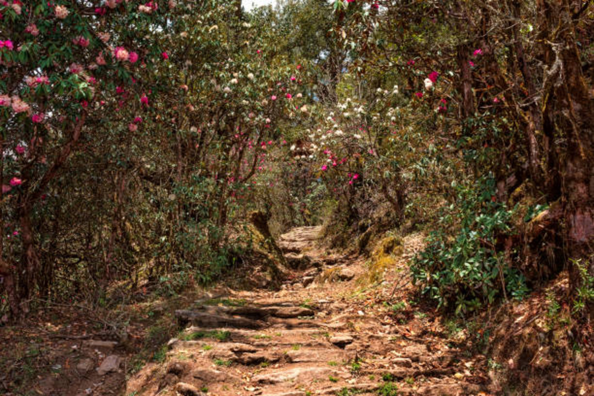 6-дневный поход в Госайкунду (5/22)