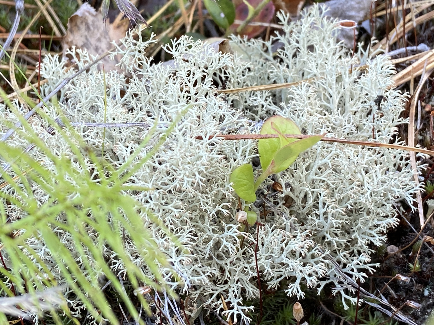 На Байкал за счастьем) (10/57)