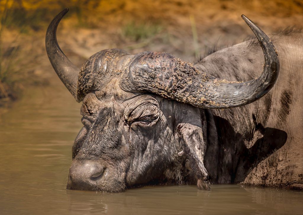 The Best of Masai Mara in 3 Days: Luxury, Wildlife & Culture