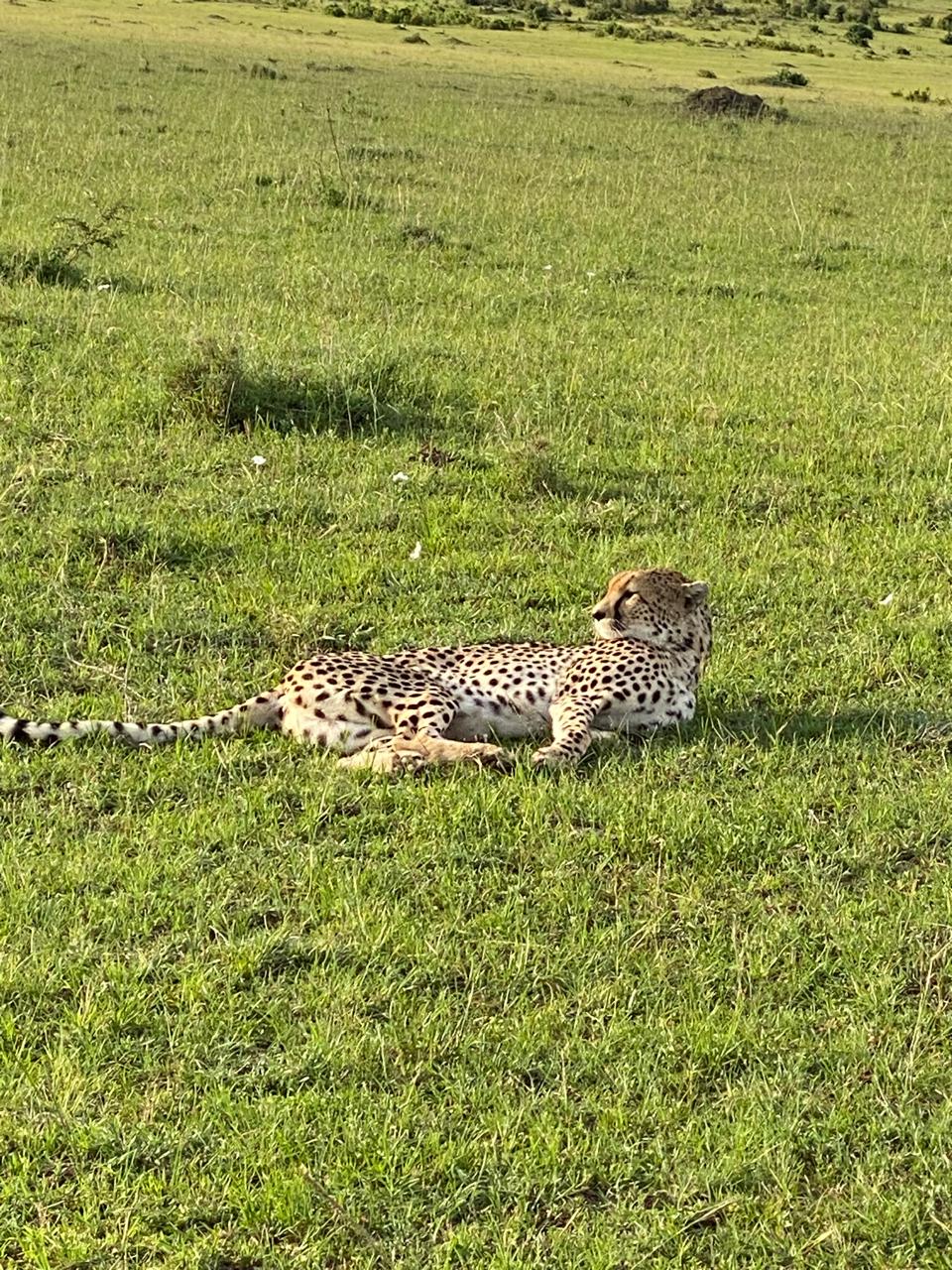 Трехдневное приключение в Масаи Мара: группа присоединится к сафари в наземном круизе на полноприводном автомобиле (6/20)