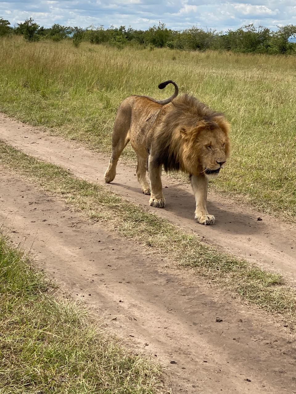 Трехдневное приключение в Масаи Мара: группа присоединится к сафари в наземном круизе на полноприводном автомобиле (5/20)