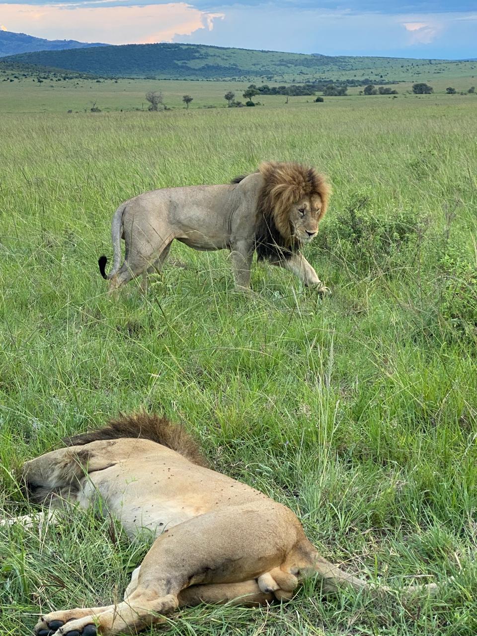 Трехдневное приключение в Масаи Мара: группа присоединится к сафари в наземном круизе на полноприводном автомобиле (4/20)