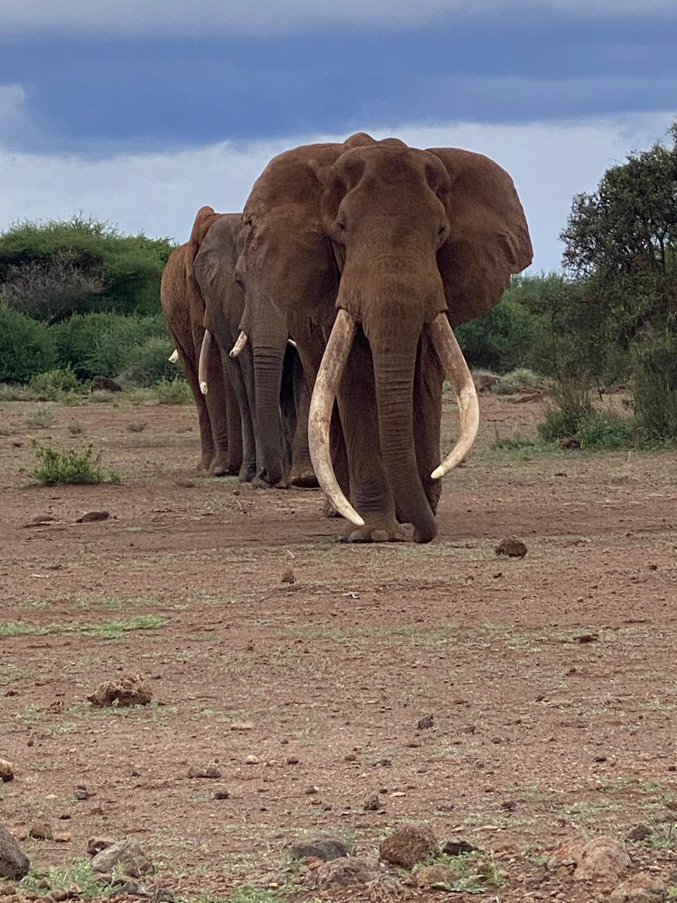 Трехдневное приключение в Масаи Мара: группа присоединится к сафари в наземном круизе на полноприводном автомобиле (8/20)